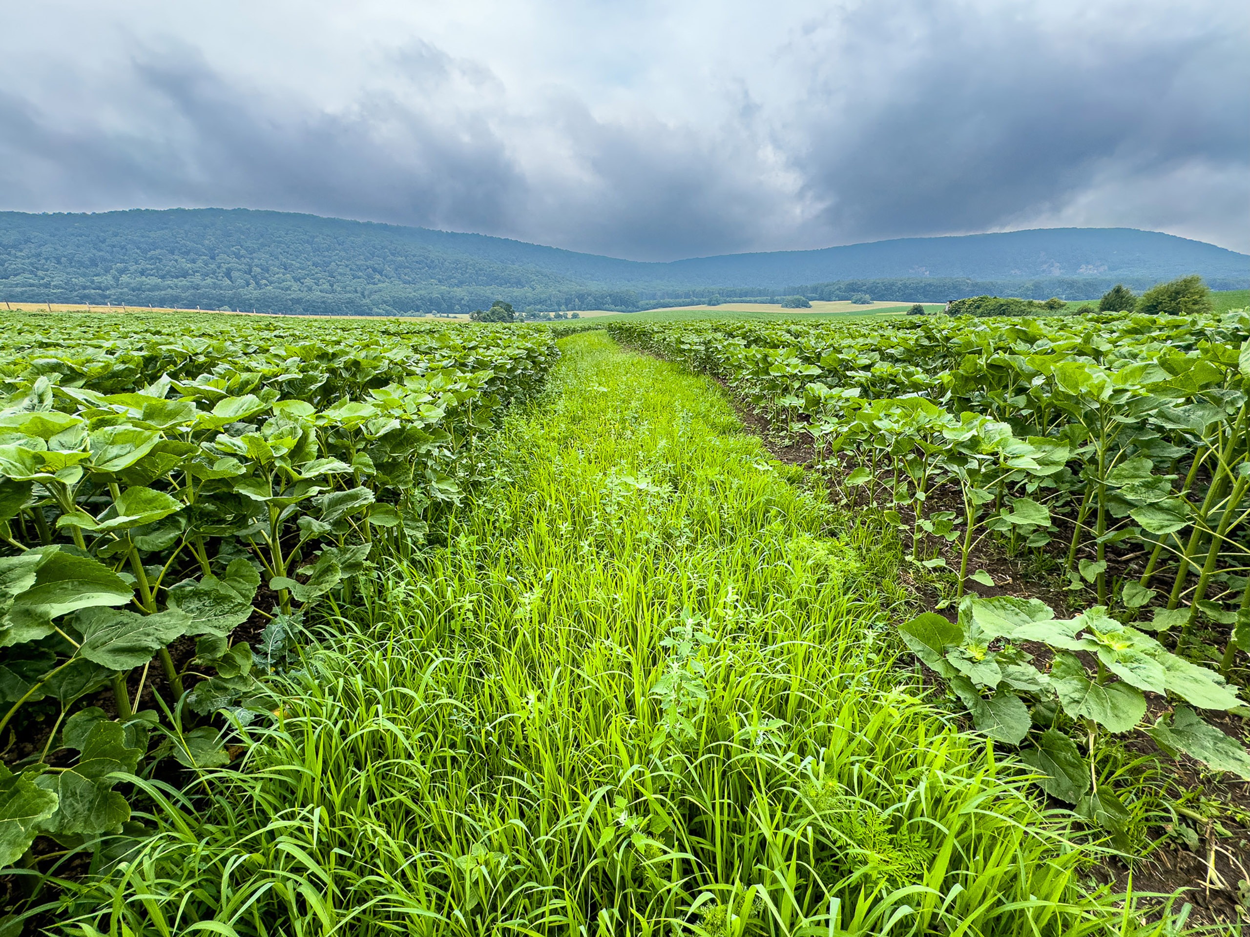 Látható és működő talajvédelem dombvidékeken